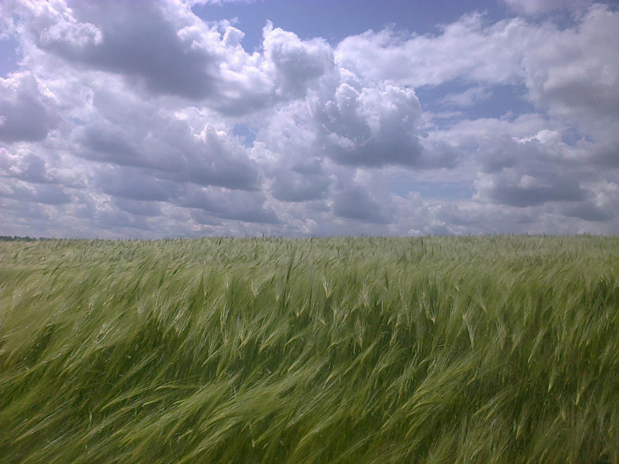 Max Svitlo, Salt Salome